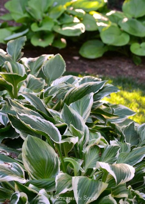Hosta Growing Tips A Southern Soul