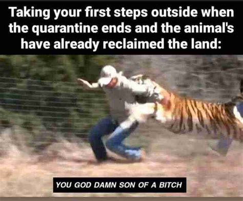 Best Joe Exotic Memes Netflix S Tiger King Guide Moms