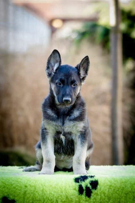 Overton Purebred Healthy German Shepherd Puppy For Sale