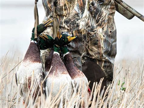 5 Tips For Diy Duck Hunting In The Prairie Pothole Region Field And Stream