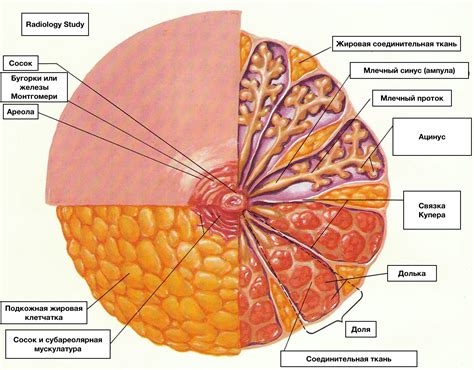 Грудь анатомия Анатомия груди Анатомия молочной железы