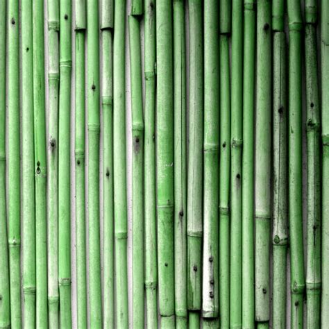 Bamboo 2 Free Stock Photo Public Domain Pictures
