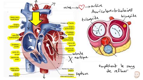 Le Système Cardiovasculaire Youtube