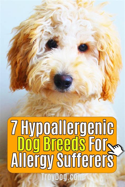 7 Hypoallergenic Dog Breeds For Allergy Sufferers Hypoallergenic Dog