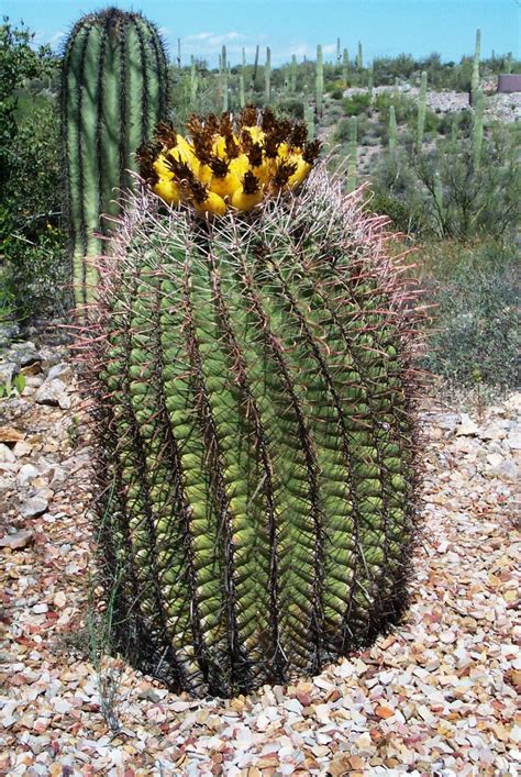 Barrel Cactus After Flowering Arizona Usa Cactus Plants Barrel