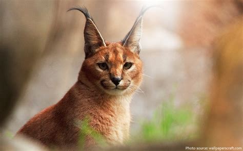 Interesting Facts About Caracals Just Fun Facts