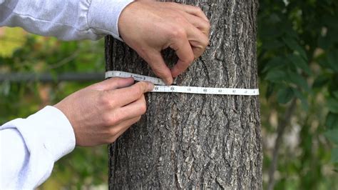 How To Measure Dbh Of The Trunk Of A Tree Organo Lawn Youtube