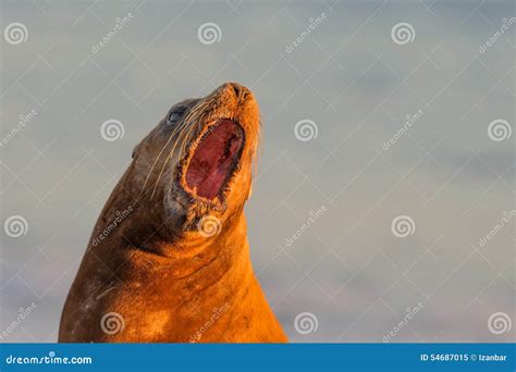 Sea Lion On The Beach In Patagonia Stock Image Image Of America
