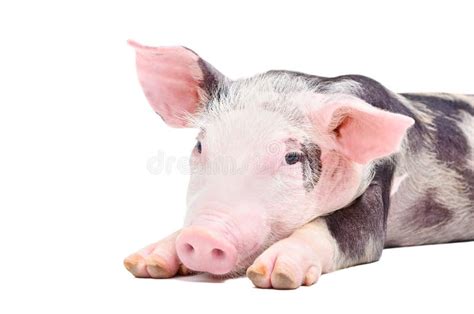 Portrait Of The Pig Stock Photo Image Of Happy Boar 68780882