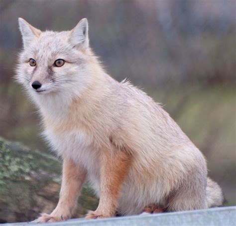 Corsac Fox Pet Fox Swift Fox Fox