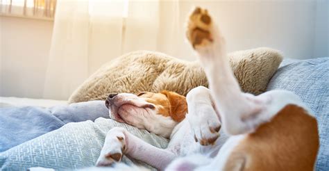 What Your Dogs Sleeping Position Says About Your Relationship