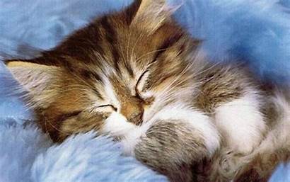 Kitten Kittens Sleeping Background Wallpapers Adorable Sleepy
