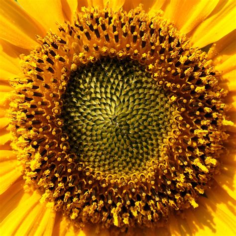 Center Of A Large Flower Head Inflorescence Of Sunflower Helianthus