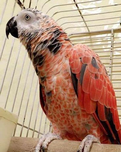 Red Factor African Grey For Sale At The Best Price African Grey