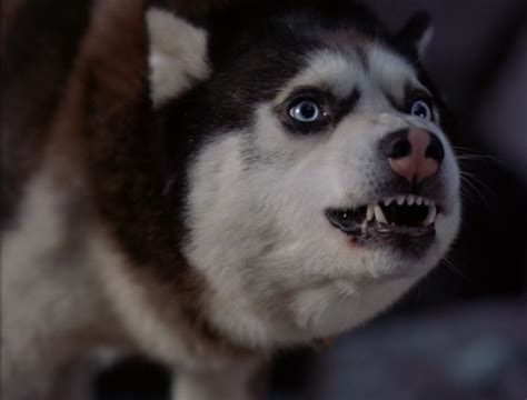 Demon From Snow Dogs Siberian Huskies Photo 32171014 Fanpop