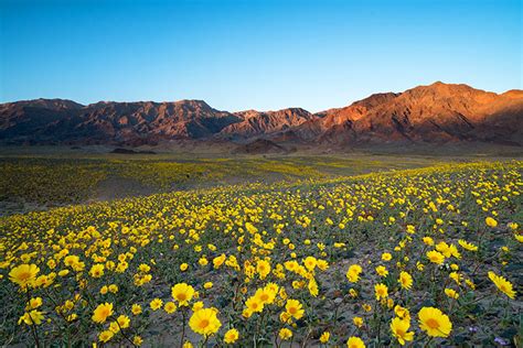 It is one of the hottest places on earth. Death Valley is Experiencing an Amazing Wildflower Bloom ...