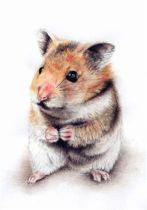 Interesting Hamster Facts Just Another Blog About Hamsters