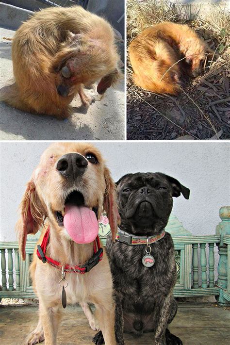 16 Before And After Photos Of Rescued Dogs Bored Panda