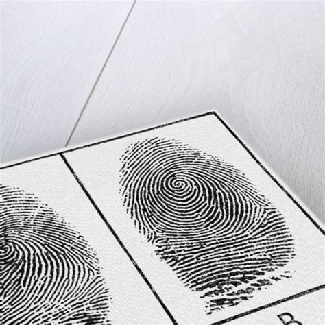 Fingerprints Of Identical Twins Posters And Prints By Anonymous
