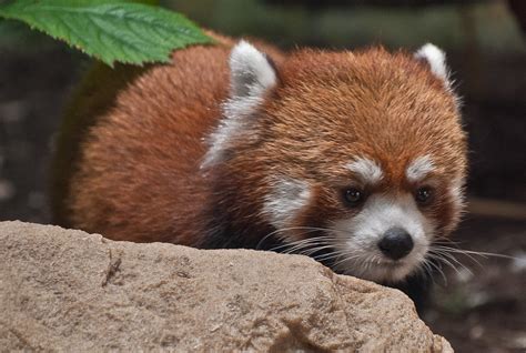 Red Panda At The Houston Zoo Josh Henderson Flickr