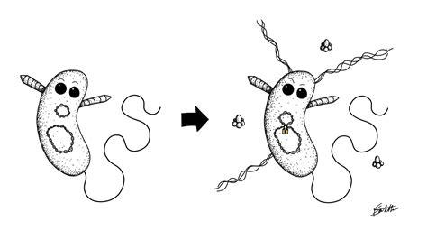 Pandemic Vibrio Cholerae Righ Image Eurekalert Science News Releases