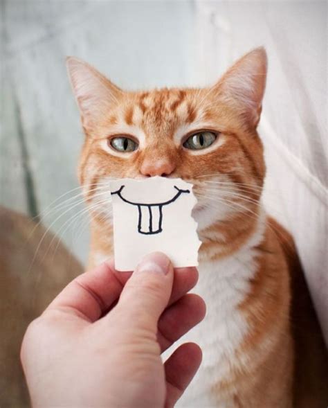 A Funny Smile Cats Crazy Cats Cute Animals