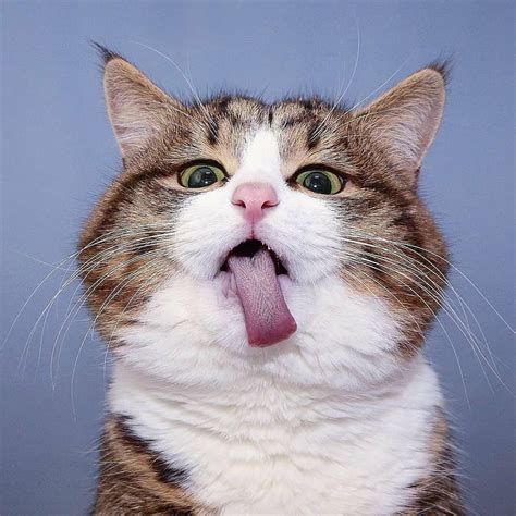 Cute Baby Animals That Will Make You Go ‘aww Cute Animals Cute Baby