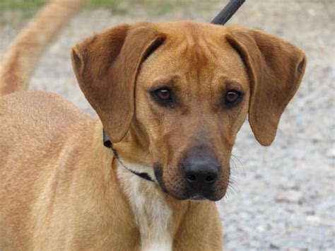 Frisbee Redbone Coonhound Young Adoption Rescue For Sale In Richmond