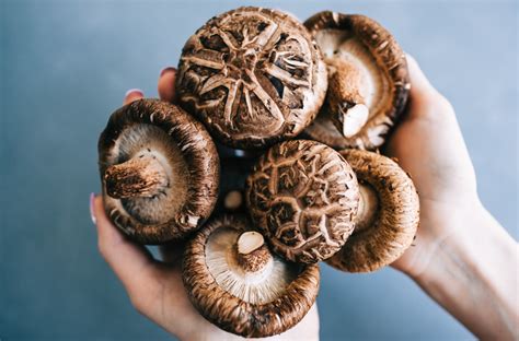 5 Important Shiitake Mushroom Benefits Mushroom Maestro