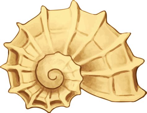 Coral Sea Shell Clip Art Clip Art Library