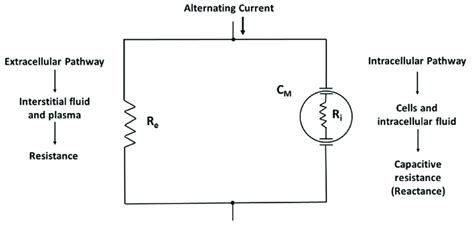 Illustration Of The Body As A Network Of Resistors And Capacitors In A Download Scientific