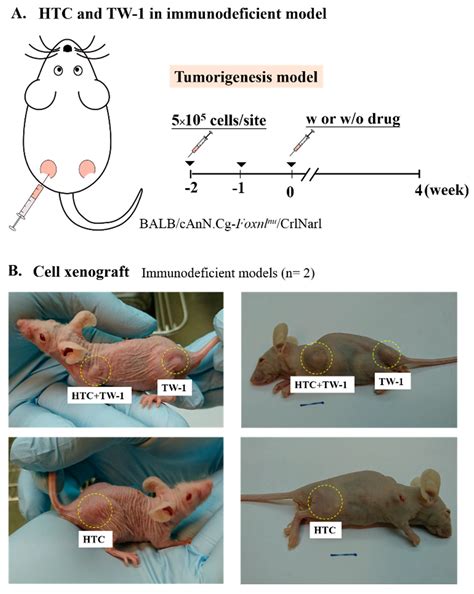 Nude Rat Models For Human Tumor Metastasis To Cns Springerlink My XXX