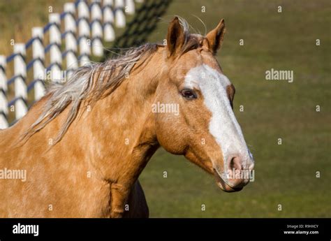 Beautiful Light Brown Horse Side View With Face Lots Of White