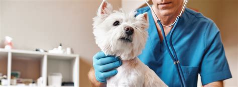 Canyon Pet Hospital Jobs - American Canyon S First Pet Hospital Is Open