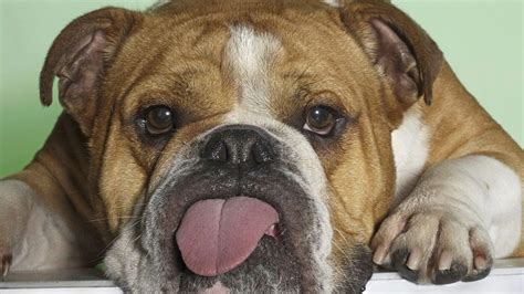 English Bulldog Wallpapers Wallpaper Cave