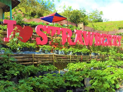 セブ島にあるイチゴ農園『ストロベリー デ カンティプラ エコファーム（strawberry De Cantipla Eco Farm）』※動画