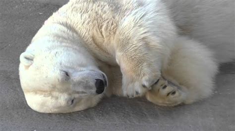 Yoshi The Polar BearБелый медведь Ёши Goes To Sleep At Rostov On Don