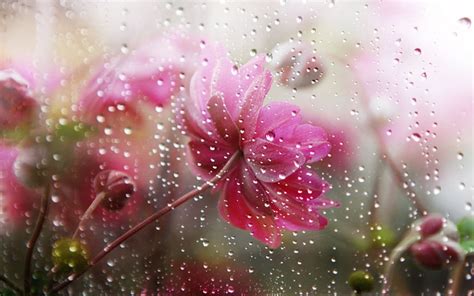 Falling Rain In Flower Flowers Under The Rain