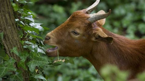 Go Ahead Little Goat Eat Some Poison Ivy It Wont Hurt A Bit Goats