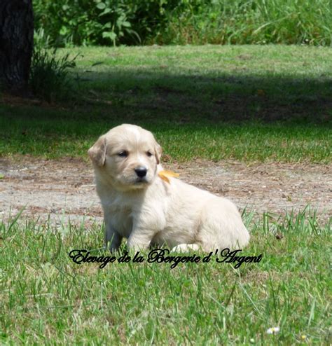 Chiot Golden Retriever Femelle Ruban Orange Femelle Disponible En