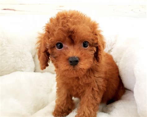 Poodle Puppies For Sale Orange County Ca 283457