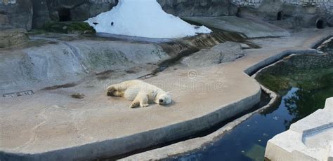 Moscow Russia September 17 2018 Polar Bear Is Sleeping At Moscow