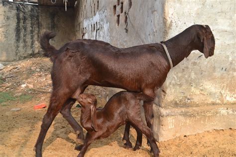 Sirohi Goats Breeding Purpose