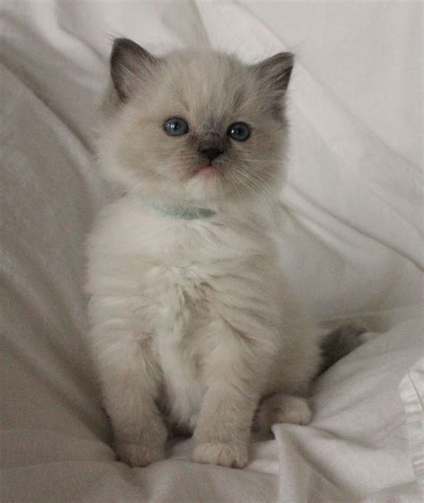 Blue Mitted Ragdolls Ragdoll Kitten Kittens And Puppies Kittens Cutest
