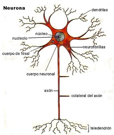 Arriba 104 Foto Imagen De Neurona Y Sus Partes Alta Definición