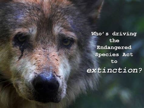 Extinct Blog On Wolves Wolf Pinterest
