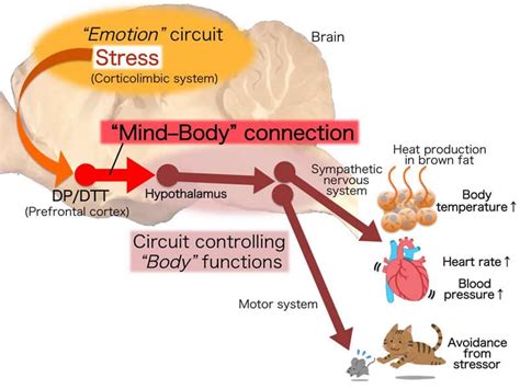 Neural Circuit That Drives Physical Responses To Emotional Stress