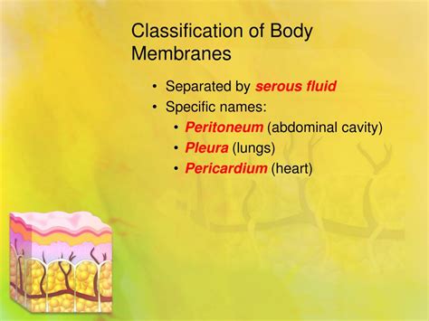 Ppt Skin And Body Membranes Powerpoint Presentation Free Download