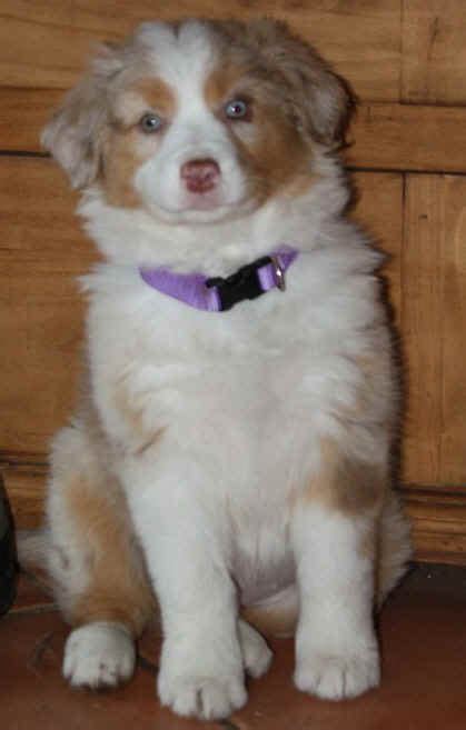 Welcome To Robin Australian Shepherds Dedicated To Preserving A Great