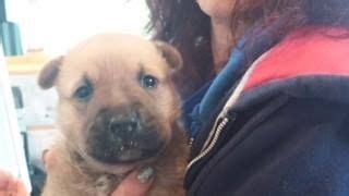 Health problems your golden retriever may have. Greenville SC___ 4 week old puppy needs rescue ASAP 4/15/15 26971248- Female- 4 wks old- "Debbie ...